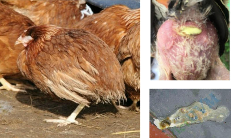 Bệnh bạch lỵ ở gà là gì?