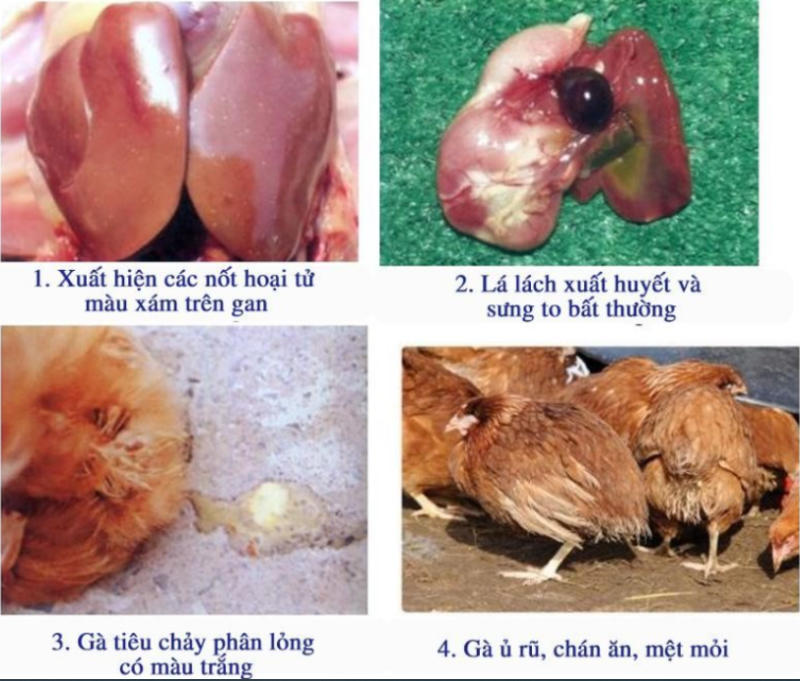 Bệnh tích của bệnh bạch lỵ ở gà