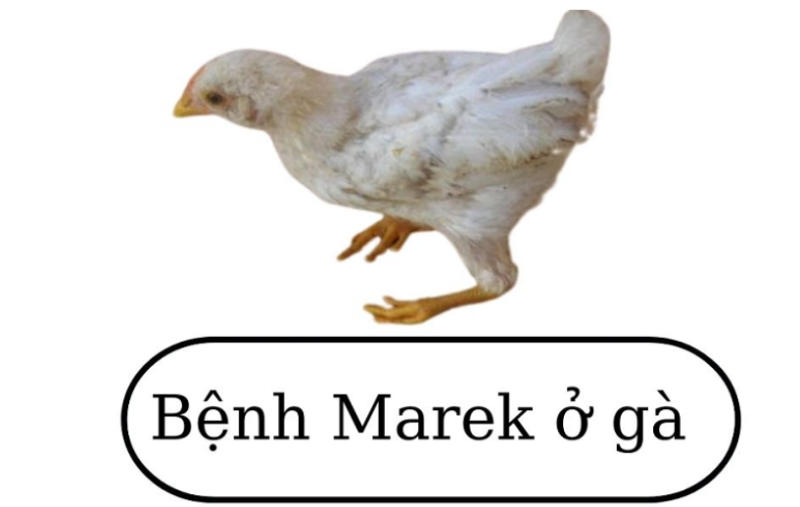 Tìm hiểu về bệnh Marek ở gà