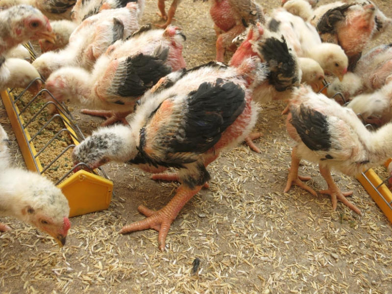 Người nuôi nên thực hiện các phương pháp phù hợp để giúp gà phòng bệnh tụ huyết trùng