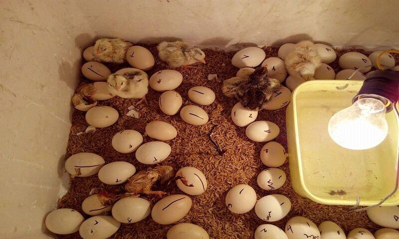 Thu hoạch trứng đẻ đúng giờ để bảo quản được trứng tốt