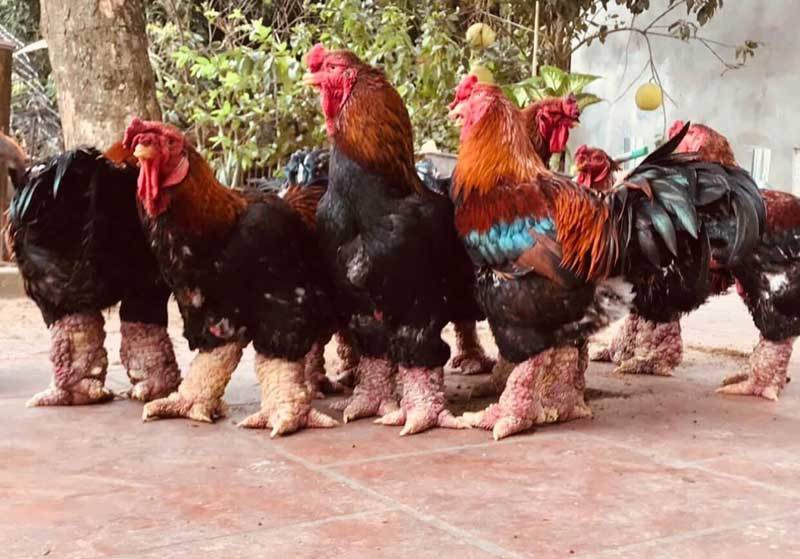 Chọn gà thuần chủng với gà chưa trưởng thành